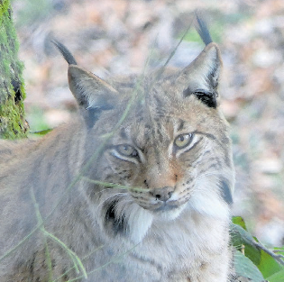 Scheue Waldbewohner aus nächster Nähe erleben. Bild: Jahresbericht Wildpark Peter und Paul 2025
