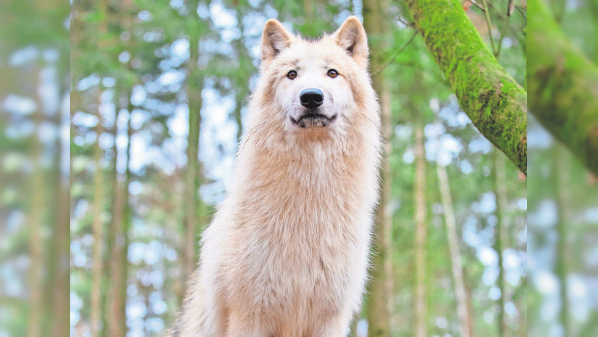 Wolfcenter Dörverden: Erlebe atemberaubende Einblicke in die Welt der Wölfe