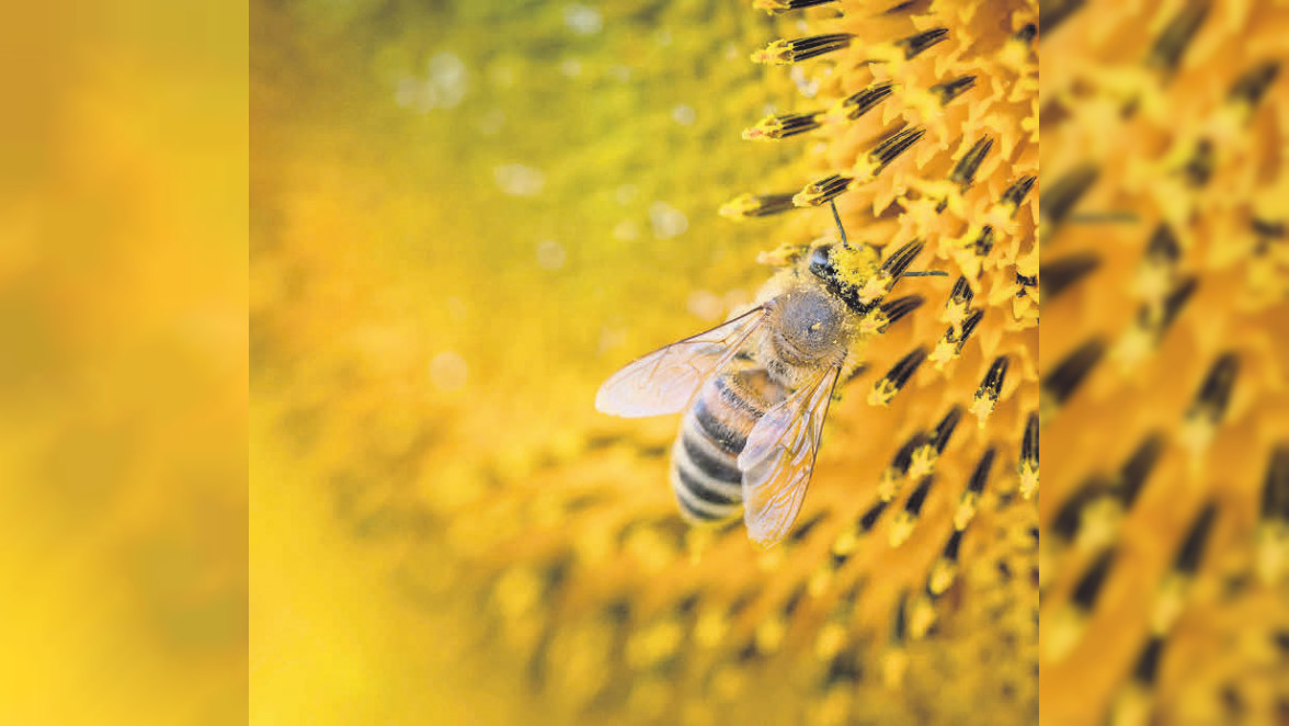 Wie Bienenfans die Tiere besser unterstützen