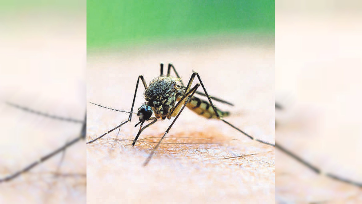 Schutz und Linderung: Was gegen Mückenstiche hilft