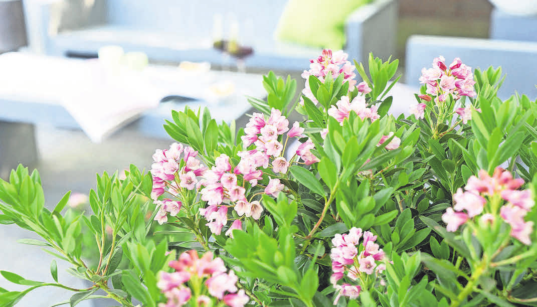 rhododendron simsii giftig Azalee 'Flandresse'