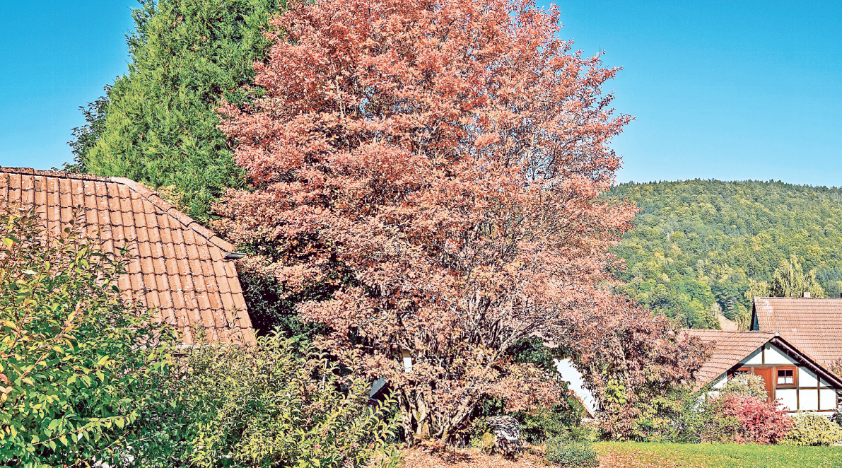 Die Kupfer-Felsenbirne bringt das herbstliche Farbspiel auch in den eigenen Garten. FOTO: PROGARTEN - STOCK.ADOBE.COM