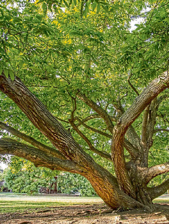 Majestätischer Baum im Schlosspark von Bad Kreuznach. Foto: Folker_Gratz@web.de