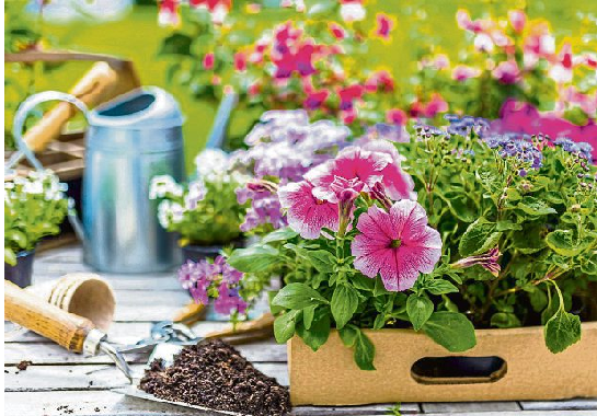 Die Bilder zeigen im Uhrzeigersinn von links: Sonnenblumen sind das typische Symbol für den Sommer. Foto: dmf87-stock.adobe.com