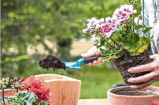 Petunien sind farbenfrohe Blumen, die sich gut für Balkonkästen und Hängeampeln eignen. Foto: Marzi - stock.adobe.com Geranien sind pflegeleichte Sommerblumen, die in vielen Farben erhältlich sind. Foto: encierro - stock.adobe.com
