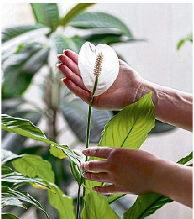 Das Einblatt, auch als Friedenslilie bekannt. Foto: perfectlab stock.adobe.com