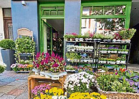 Foto: Blumen Ivy