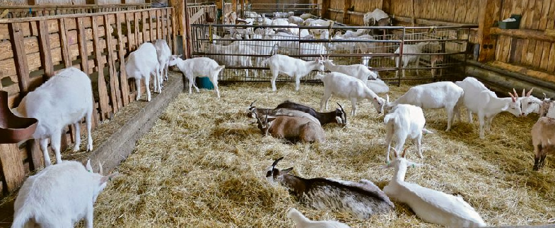 Im Stall erhalten Besucher einen unmittelbaren Einblick in die Haltung der rund 200 Tiere und den Alltag auf dem Hof.