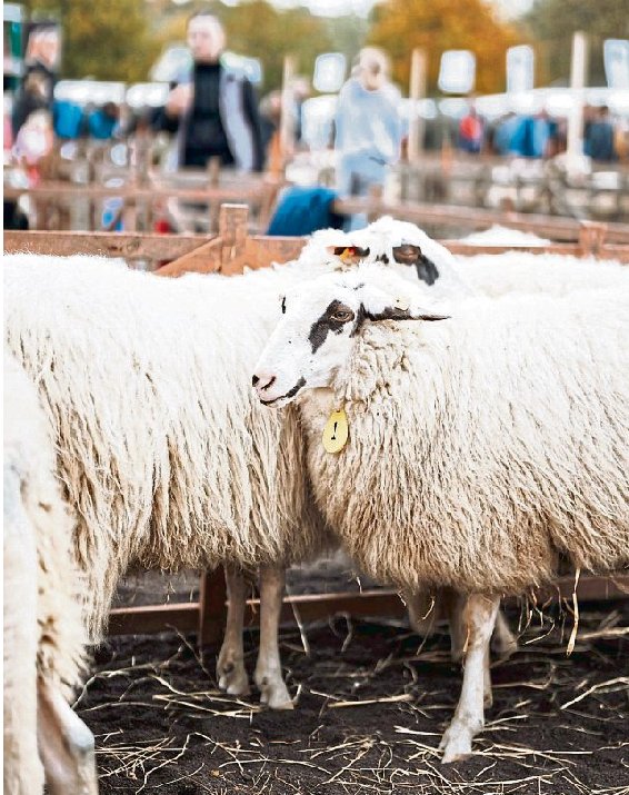 Im Mittelpunkt stehen die Tiere: Beim Mayener Schafmarkt werden unterschiedliche Schafrassen vorgestellt und begutachtet.
