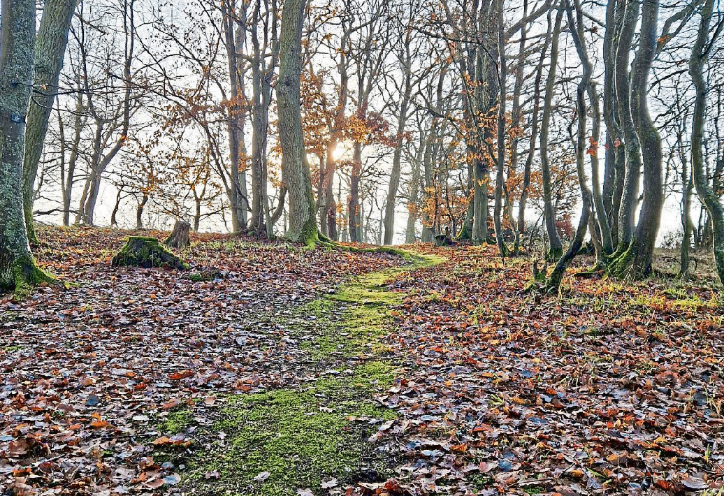 Naturbelassene Wege und alter Baumbestand prägen den Ruhewald Lahnhöhe bei Scheidt. Die letzte Ruhestätte fügt sich in die Waldlandschaft ein und benötigt keine Grabpflege. Foto: Ruhewald Lahnhöhe Scheidt