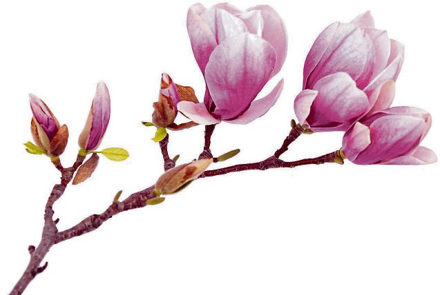 Foto: anphotos99 - stock.adobe.com