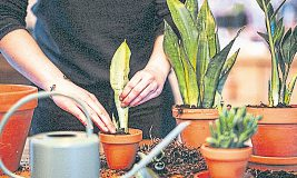 Dauergrüne Pflanzen verschönern jedes Zuhause, und das mit nur wenig Pflegeaufwand. Foto: djd/Floragard