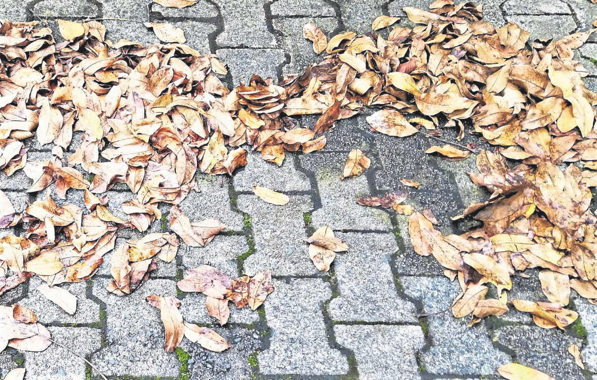 Der Herbst hält besondere Herausforderungen bereit Foto: SP-X