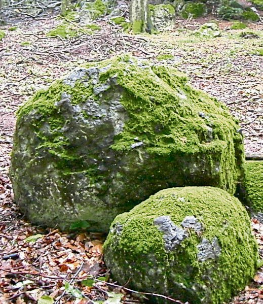Der Graue Stein bei Rennerod: Hier steht der Botterweck, ein Basaltfindling, der bis zur Wiedervereinigung 1990 die geographische Mitte der Bundesrepublik Deutschland markierte. Foto: Barbara Sterr