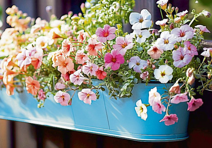Balkonkästen in zarten Pastelltönen setzen dekorative Farbakzente. Foto: Design Resources - stock.adobe.com