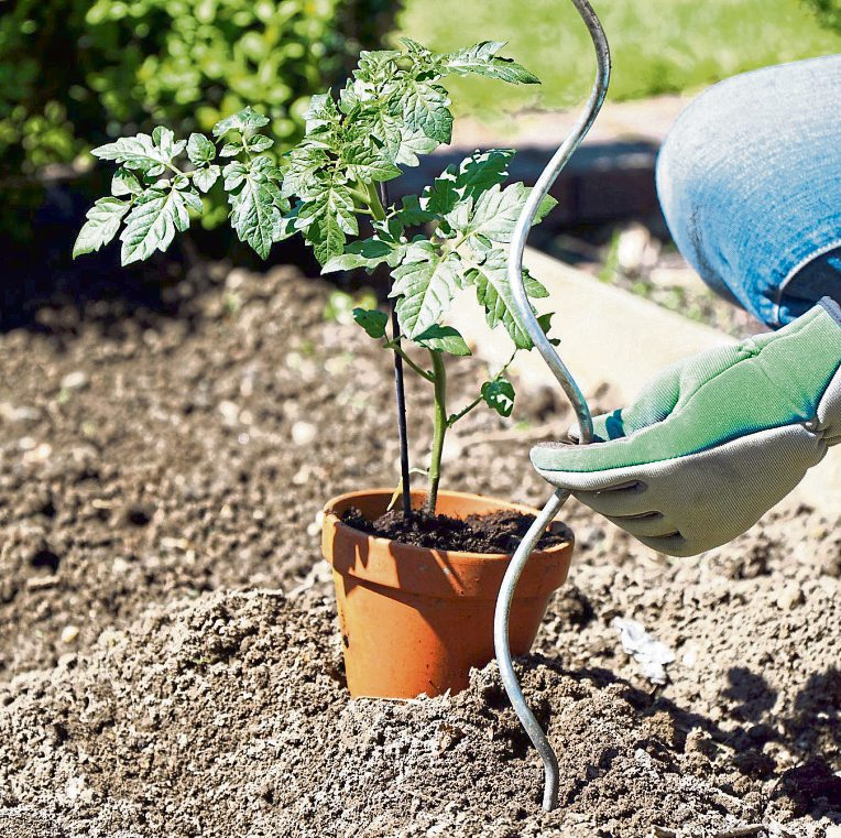 Tomatenpflanzen sollten erst nach dem letzten Frost gepflanzt werden. Foto: Dan Race - stock.adobe.com