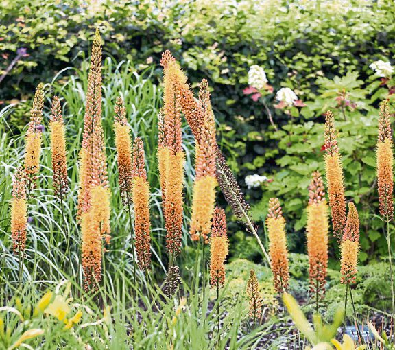 Die Steppenkerze ist bekannt für ihre beeindruckenden Blütenspitzen. Foto: Alexandra - stock.adobe.com