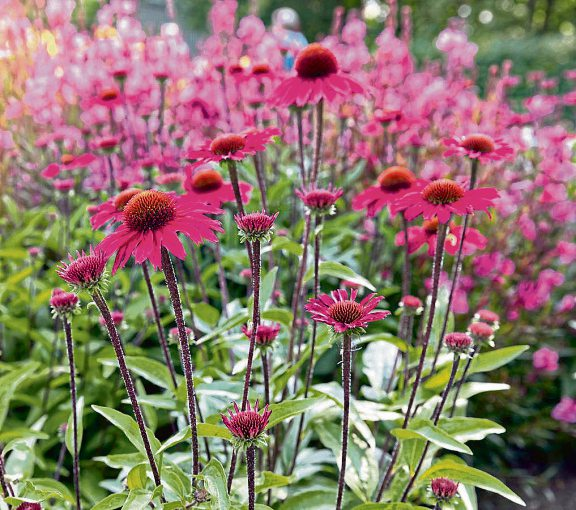 Der Sonnenhut ist mit seinen leuchtenden Farben von Gelb bis Tiefrot eine Augenweide. Foto: Harald Biebel-stock.adobe.com