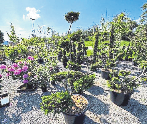 Fotos: Rosenbach Gartenkultur