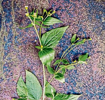 Überzeugt knackig-frisch im Salat, aber auch als Pesto: das Franzosenkraut.