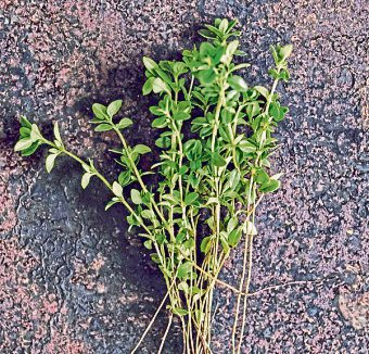 Quendel erinnert an Thymian und enthält besonders viele Antioxidantien.