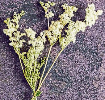 Mit seinem blumigen Aroma verfeinert das Mädesüẞ Getränke und Desserts.