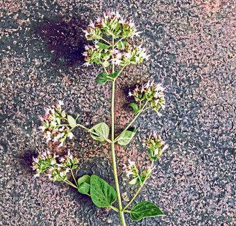 Der Dost oder Oregano passt mit seiner würzigen Note gut zu Wildgerichten.