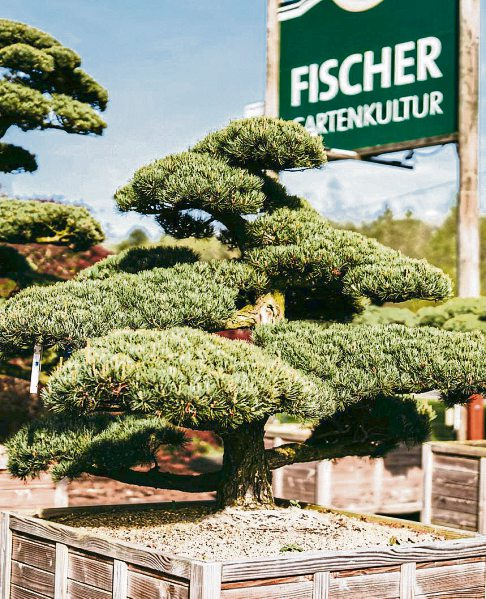Foto: Fischer Gartenkultur