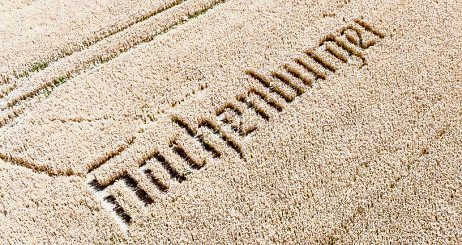 Der bekannte Hachenburger-Schriftzug in der erntereifen Braugerste. Foto: Westerwald-Brauerei