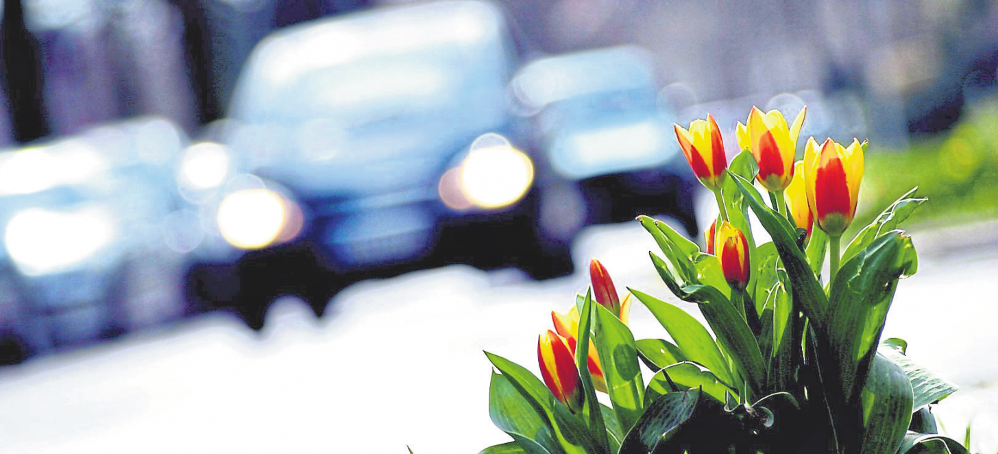 Foto: DanBu.Berlin - stock.adobe.com
