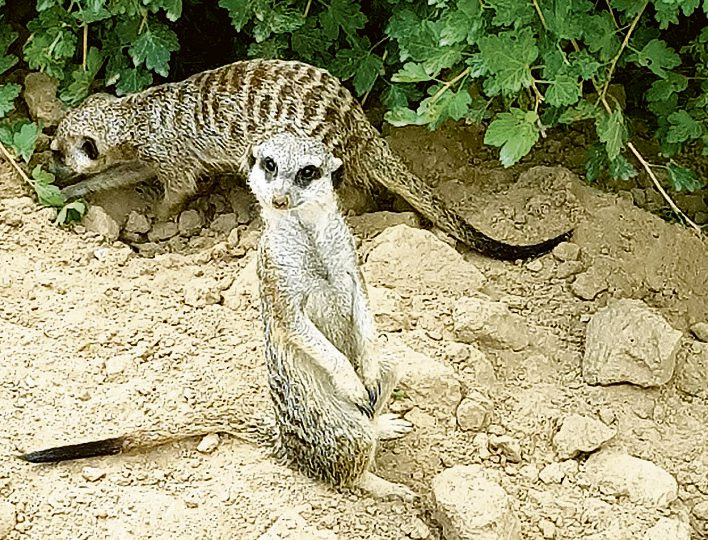 Erdmännchen gehören zu den beliebtesten Tieren im Zoo.