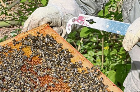 Bienenhaltung leicht gemacht. (Kurs 1.1003) Fotos: privat