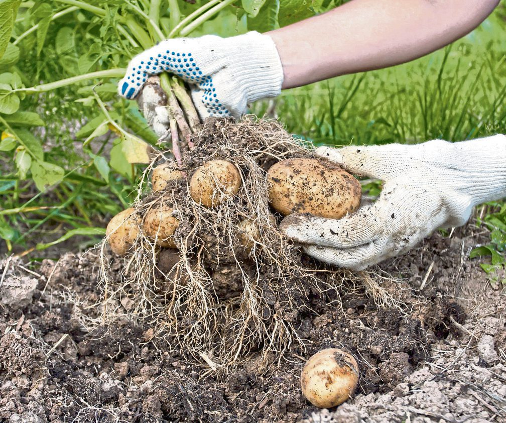 Frisch aus der Erde geholt - jetzt ist die beste Zeit, Kartoffeln trocken zu roden und für die Lagerung vorzubereiten. Foto: rodimovpavel - stock.adobe.com