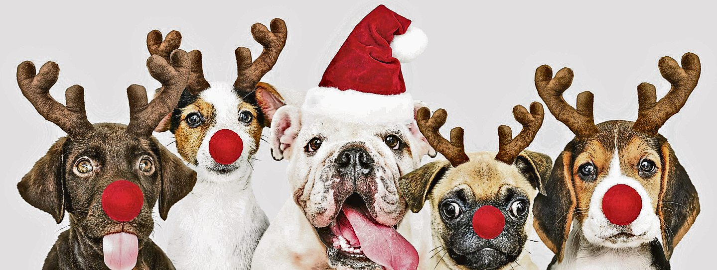 Beim Hunde-Weihnachtsmarkt des VdH Idar e. V. am 6. Dezember stehen festliche Stimmung und tierische Freude im Mittelpunkt. Foto: Rawpixel.com - stock.adobe.com