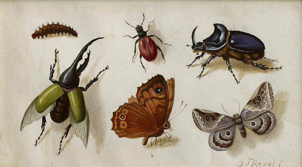 Jan van Kessel d.Ä. (zugeschrieben), Tableau mit Insekten, um 1660, Arp Museum Bahnhof Rolandseck/Sammlung Rau für UNICEF, Foto: Mick Vincenz