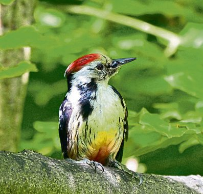 Der Mittelspecht (Dendrocopos medius) ist ein typischer Bewohner strukturreicher Laubwälder und gilt als wichtiger Indikator für naturnahe, alte Baumbestände. Foto: Harry Neumann, Naturschutzinitiative e. V. (NI)