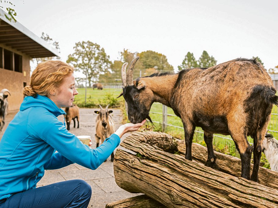 Ganz nah dran: Im Wildpark Bad Marienberg kommen Besucher vielen Tieren besonders nahe.