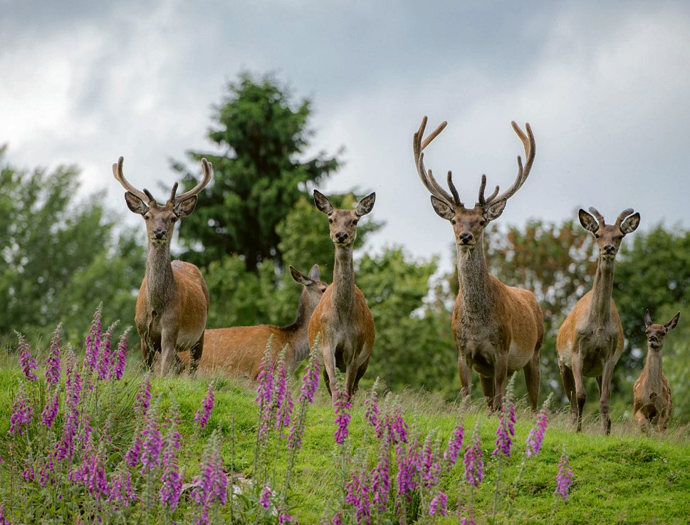 Rothirsche gehören zu den eindrucksvollen Bewohnern der offenen Landschaften rund um das Ochsenbruch.