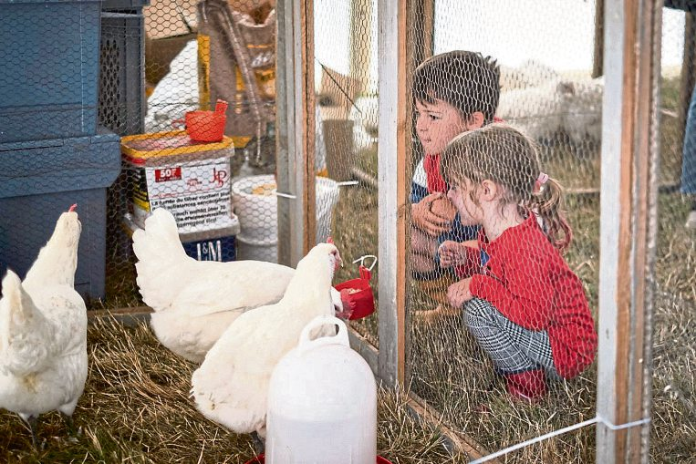 Auch das Federvieh zieht beim Veitsrodter Prämienmarkt neugierige Blicke auf sich: Für Kinder wird die Tierprämierung zum nahbaren Erlebnis.