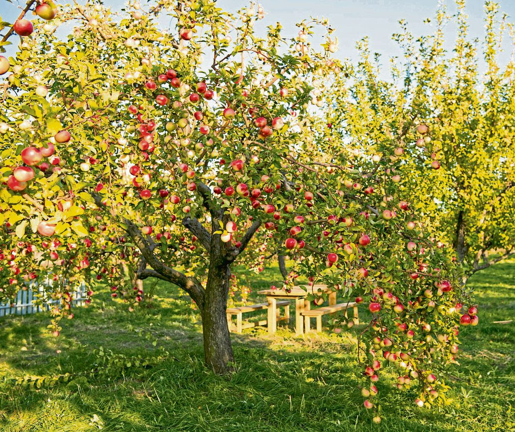 Wenn sich die Äste unter der Last biegen, stellt sich schnell die Frage: Wohin mit all den Äpfeln? Foto: be free - stock.adobe.com