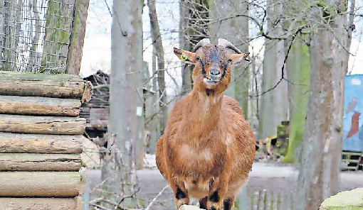 Neben einer vielfältigen Tierwelt bietet der Wildparkt Rheingönheim auch viele Veranstaltungen. FOTO: MELDER/GRATIS