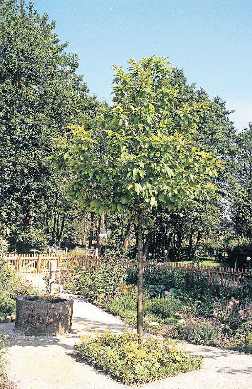 Als echter Allrounder für den Garten ist der Feldahorn robust und pflegeleicht. FOTO: ROBERT MARKLEY/BDB/AKZ-O