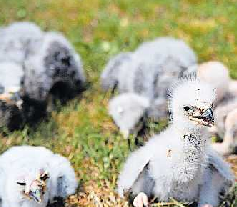 Wildpark Potzberg: Greifvogelnachwuchs. Archivfoto: Eric Sayer