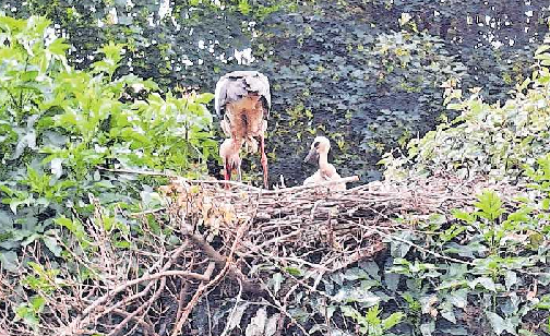Nest im Grünen: Störche im Vogelpark Bobenheim-Roxheim. Foto: wig