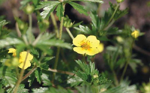 Infektionsschutz beginnt im Mund. AKZ-Ø/GRATIS