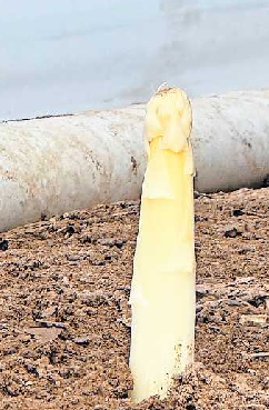 Frisch vom Feld: Spargel.