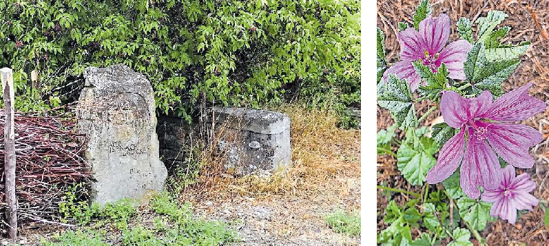 Der Stein erinnert an eine alte Brücke (links). Malvenblüten setzen farbenfrohe Akzente am Wegrand. FOTOS: LADWIG