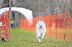 Hunde gehen auf die Piste. FOTO: IRINA HINKEL/VDH/GRATIS