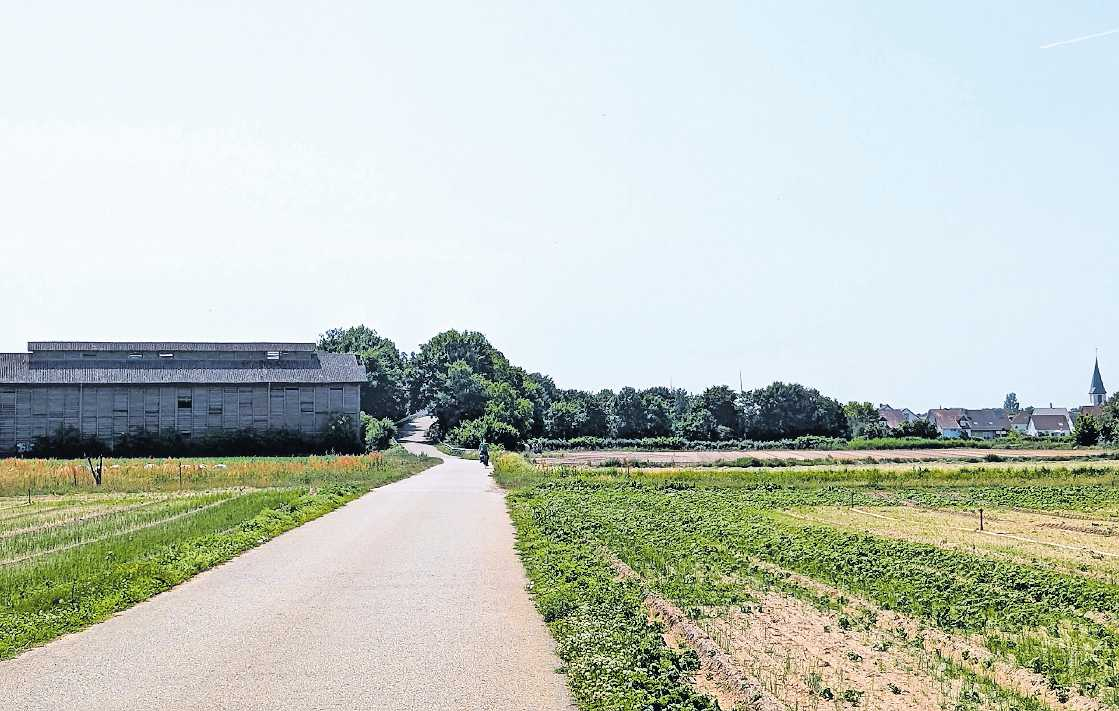 Blickfänge: Wer auf Hanhofen zufährt, sieht links den alten Tabakschuppen und rechts die Kirchturmspitze. FOTO: SUSANNE KÜHNER