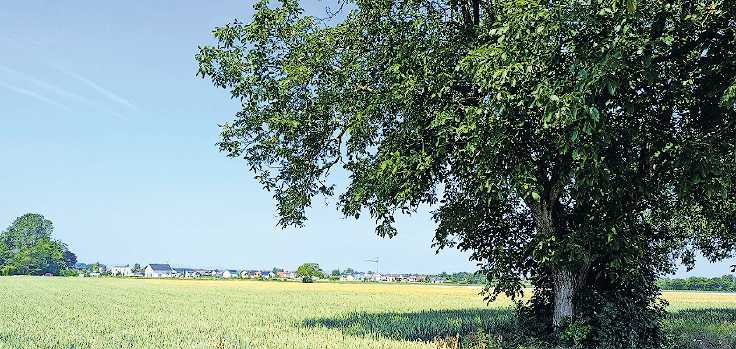 Vom Feld aus im Blick: Das Baugebiet „In den 30 Morgen“ in Dudenhofen. FOTO: KÜHNER